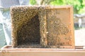 Bees swarm collected to special apiary box used for transportation