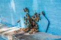 Bees swarm at the entrance to the beehive painted blue