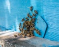 Bees swarm at the entrance to the beehive painted blue