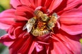 Bees Swarm Pollinate A Red Flower in Macro Closeup Royalty Free Stock Photo