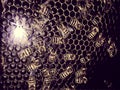 Bees swarming in beehive on honeycombs. Royalty Free Stock Photo