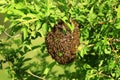 Bees swarming on branch tree Royalty Free Stock Photo