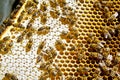 Bees swarming on a honeycomb Royalty Free Stock Photo