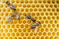 Bees swarming on honeycomb, extreme macro footage. Insects working in wooden beehive, collecting nectar from pollen of