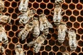 Bees swarming on honeycomb, extreme macro footage. Insects working in wooden beehive, collecting nectar from pollen of