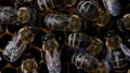 Bees swarming on honeycomb, extreme macro . Insects working in wooden beehive, collecting nectar from pollen of flower