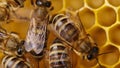 Bees swarming on honeycomb, extreme macro . Insects working in wooden beehive, collecting nectar from pollen of flower