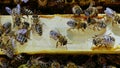 Bees swarming on honeycomb, extreme macro . Insects working in wooden beehive, collecting nectar from pollen of flower