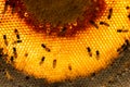 Bees swarming on a honeycomb stilllife Royalty Free Stock Photo