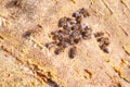 Bees swarming on vintage textile background