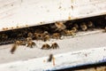 Bees in their urns intent on their work. there are those who cool whoever defends. these small insects are very important for the