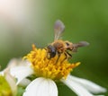 Bees to a flower.