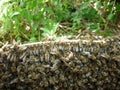 Bees Royalty Free Stock Photo
