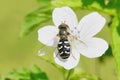 Bees wasps insects collect nectar from flowers. Royalty Free Stock Photo