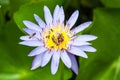 Bees and weter lily Royalty Free Stock Photo