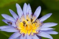 Bees and weter lily Royalty Free Stock Photo