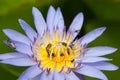 Bees and weter lily Royalty Free Stock Photo