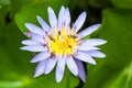 Bees and weter lily Royalty Free Stock Photo