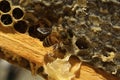 Bees, which come from the harsh winter