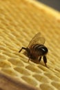 Bees, which come from the harsh winter