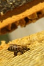 Bees, which come from the harsh winter Royalty Free Stock Photo