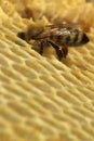 Bees, which come from the harsh winter Royalty Free Stock Photo