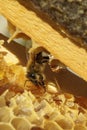 Bees, which come from the harsh winter