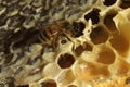 Bees, which come from the harsh winter