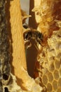 Bees, which come from the harsh winter