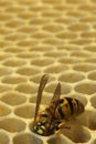 Bees, which come from the harsh winter Royalty Free Stock Photo