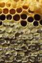 Bees, which come from the harsh winter