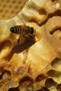 Bees, which come from the harsh winter