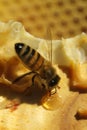 Bees, which come from the harsh winter Royalty Free Stock Photo