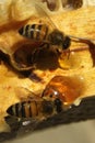 Bees, which come from the harsh winter