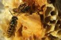 Bees, which come from the harsh winter