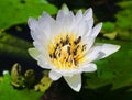Bees on white lotus pollen. Royalty Free Stock Photo