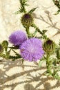 Bees on wild thistle Royalty Free Stock Photo