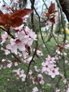 bees wildcherry superpink flowerlove sunnyday nature