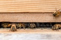 Bees on a wooden beehive in a UK garden