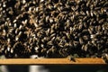 Bees and a wooden hive