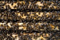 Bees in a wooden hive top view, close up