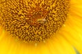 Bees work in blooming sunflowers in summer season.