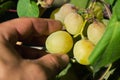 Bees work and guard their hive. honey production. Agriculture.