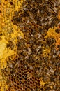 Bees work on honeycomb