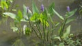 Bees at work pollinating Purple Pickerelweed flowers in murky pond