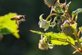 Bees at work on raspberry flower Royalty Free Stock Photo