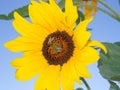 Bees at work and sunflower Royalty Free Stock Photo