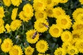 Bees at work on yellow flowering background Royalty Free Stock Photo