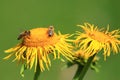 Bees workers on yellow flowers