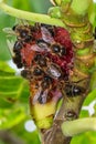 Bees working on fig fruit